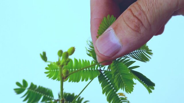 The white man's hand touches the green leaves of the shy mimosa plant and they fold and close. Unique defensive ability, adaptation, survival in extreme situations
