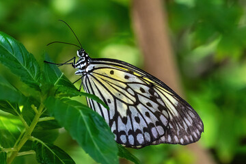 Leopard Lacewing butterfly (Cethosia cyane) on purple flowers, on the island of Aruba. Green plants in background.
