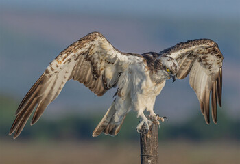 Falco pescatore (Pandion haliaetus)