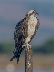 Falco pescatore (Pandion haliaetus)