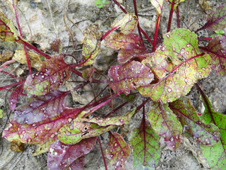 Cercospora beticola disease in the beet field destroys the crop