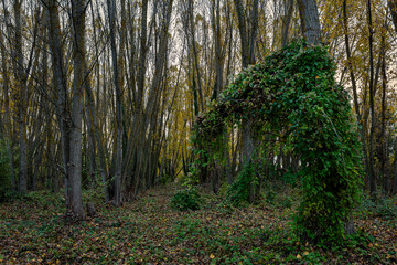 Riparian forest with poplar trunks and Beggar's Grass climbing plant in autumn. Populus. Clematis vitalba. Bernesga River, León, Spain.