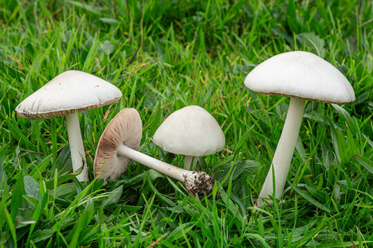 Volvopluteus gloiocephalus. Showy volvaria, mushrooms in the meadow among the grass.
