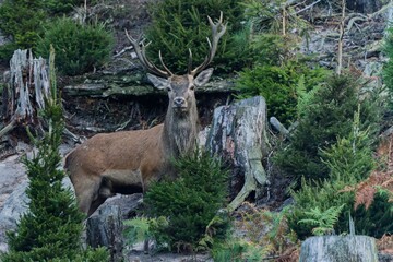 A beautiful european red deer stands in a forest clearing between tree stumps and looks at the camera. Cervus elaphus. 