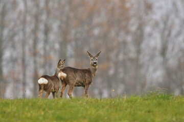 Two roe deer stand on the horizon. Capreolus capreolus. Wildlife scene with two doe.