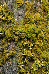 green moss on wet trees patagonia chile rain forest