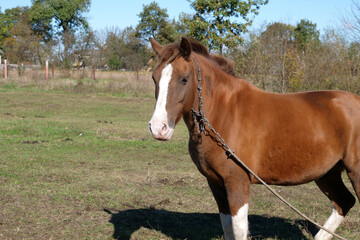 Obraz premium Horses graze in the field. Agriculture. Caring for horses.