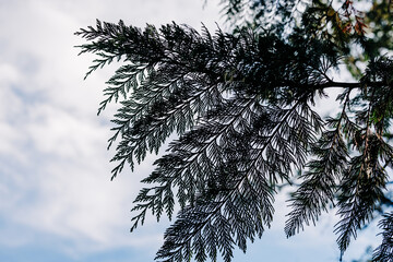 Evergreen bough silhouette against blue cloudy sky