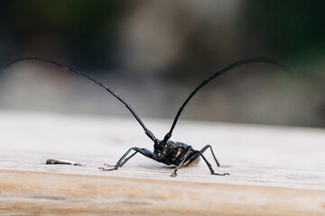 White spotted sawyer beetle with long antennae on wood surface