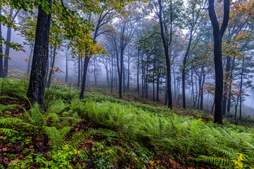 Fototapeta premium Misty forest landscape with ferns in the early morning light