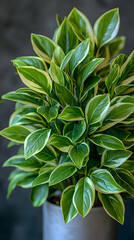 Fototapeta premium Lush green houseplant in a gray pot.