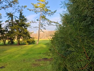 A green park with trees. Pine branches with small needles in the foreground. Background: trees on green grass, blue sky with light clouds. Bright and contrasting image.