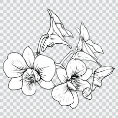 Orchid flower drawing line art vector illustrations. Botanical floral freehand drawn element.