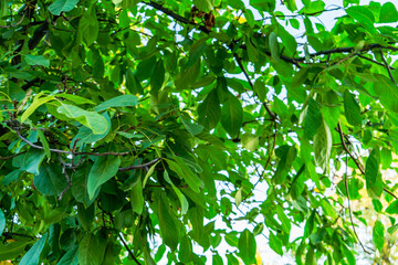  A vibrant close-up of lush green leaves on tree branches illuminated by sunlight. The foliage creates a fresh and natural background, showcasing the beauty of nature and summer.