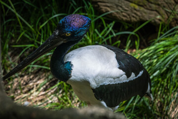peacock in the grass, shining color feather