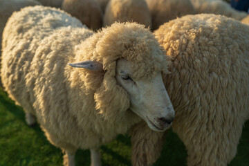 close up sheep resting in grass field