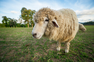 sheep resting in grass field
