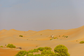 one camel in Abu Dhabi Al Qua desert in United Arab Emirates.
