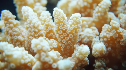 Closeup of coral bleaching due to ocean warming, high detail, impactful look
