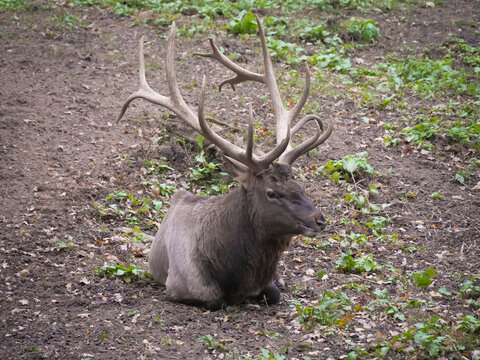 Majestic deer with impressive antlers peacefully rests among dry leaves and lush green vegetation in autumn
