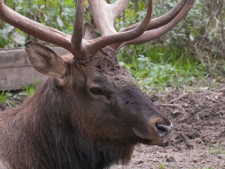 Majestic bull deer rests peacefully in a meadow, blending into the serene autumn setting. Image captures the power and beauty of wildlife in nature