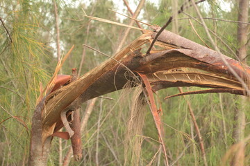tree broken in cyclone flood 