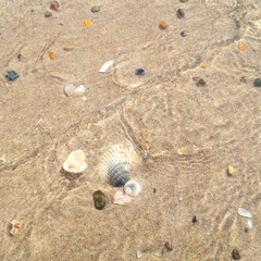 Seashells along the beach, Bayron Bay, NSW, Australia 