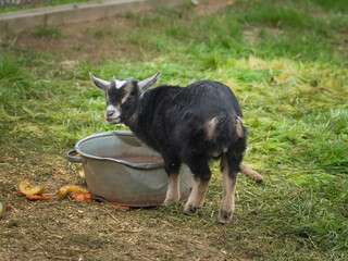 Cute black and white little goat drinking water from a metal bowl on a farm, surrounded by green...