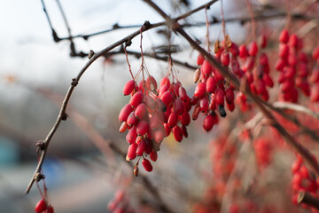 Red fruits on a bush in winter, Ottawa barberry.
