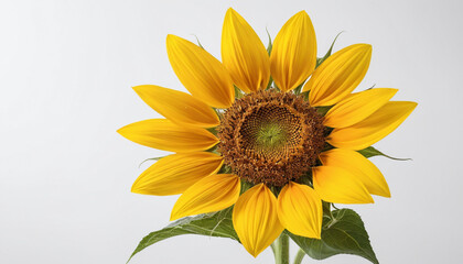 Obraz premium Sun Flower petals dance with the morning breeze