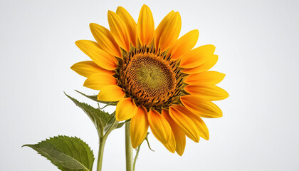 Obraz premium Sun Flower stands tall reaching for the sun