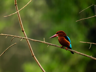 King fisher in dam reservoir 
