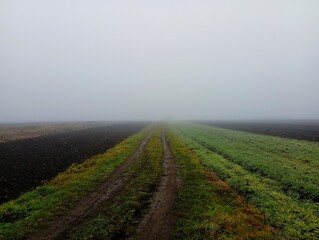 Dirt field road through fields sown with winter wheat. Field road leading far beyond the horizon in...