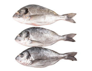 Three fresh dorado fish on transparent background