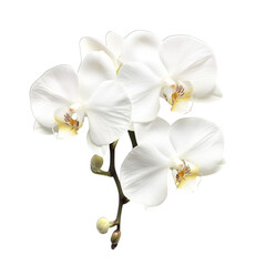 Obraz premium orchid isolated