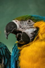 Blue-and-yellow Macaw Ara Ararauna