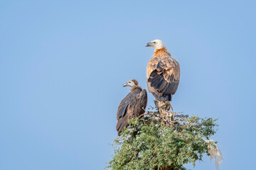 wild cinereous vulture and Eurasian griffon vulture or gyps fulvus and Aegypius monachus perch high on tree top basking sun during winter migration at desert national park jaisalmer rajasthan india