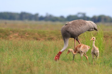 The sarus crane is a rare, large bird that lives in wetlands and organic rice fields in Buriram Province, Thailand. 