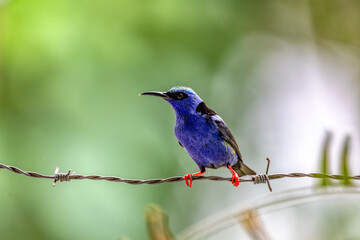 Male of bird Red-legged honeycreeper (Cyanerpes cyaneus), Refugio de Vida Silvestre Cano Negro, Wildlife and bird watching in Costa Rica.