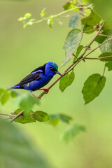 Male of bird Red-legged honeycreeper (Cyanerpes cyaneus), Refugio de Vida Silvestre Cano Negro, Wildlife and bird watching in Costa Rica.