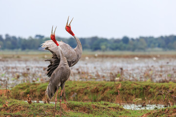 The sarus crane is a rare, large bird that lives in wetlands and organic rice fields in Buriram...