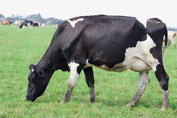 Cows graze in the pasture. Agriculture. Cattle breeding.