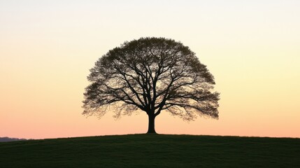 Naklejka premium A solitary tree captivates onlookers as it rises in an open field at sunset, showcasing the warm hues of the evening sky. Generative AI