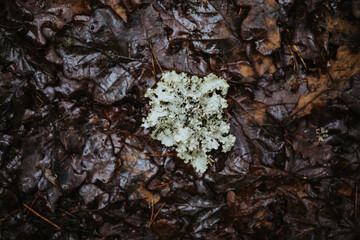 Lichen on Wet Leaves in Forest Floor Scene
