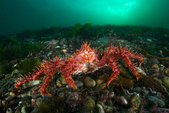 a crab on the coast of Chile