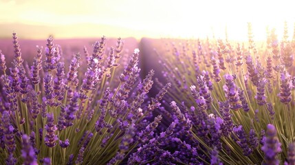 Obraz premium Lavender Fields at Sunset with Soft Golden Light in Nature