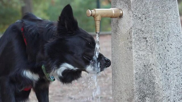 Video of a border collie dog drinking water from a fountain on a sunny day outdoors