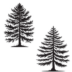 Larch tree silhouette - European larch tree  vector - natural cool tree - larch tree 