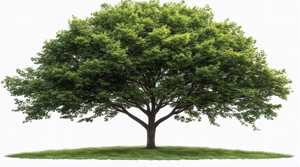 Fototapeta premium Lush Green Tree on White Background