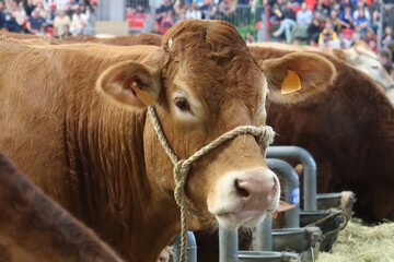 Tête de vache française de race limousine portant un licol lors d’un concours bovin au salon de...